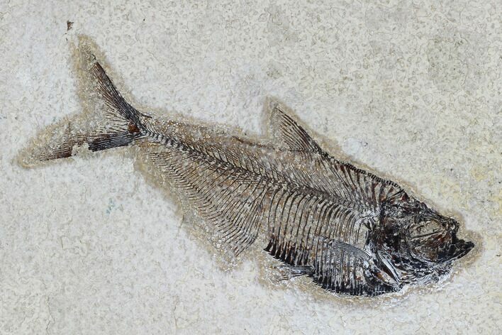 Fossil Fish (Diplomystus) - Green River Formation #115568